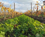 Levée des semis d'engrais vert dans les vignes des Terriens, Chavanay Levée des semis d'engrais vert dans les vignes des Terriens, Chavanay