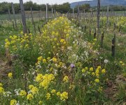 Engrais vert dans les vignes des Terriens, Chavanay Engrais vert dans les vignes des Terriens, Chavanay