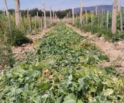 Roulage des engrais vert au printemps dans les vignes des Terriens, Chavanay Roulage des engrais vert au printemps dans les vignes des Terriens, Chavanay
